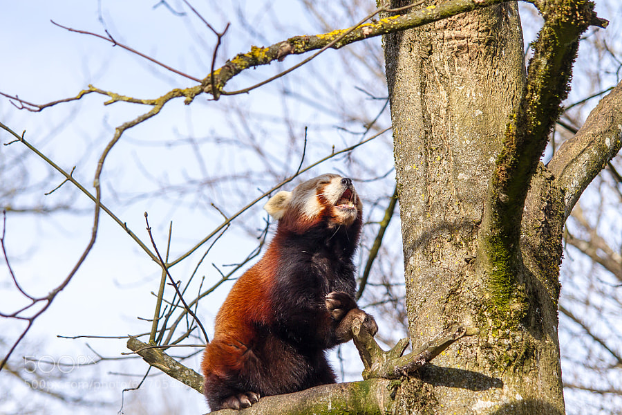 cute red pandas -Photograph Mmmhhh, tasty chicken by Mathias Schneider on 500px