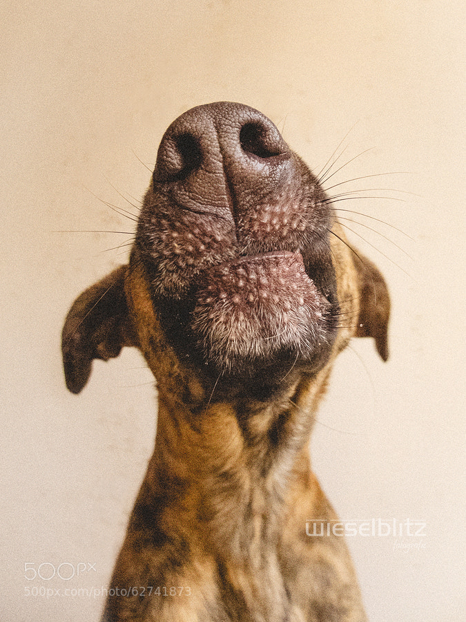 Dog photography - Photograph Kiss by Elke Vogelsang on 500px