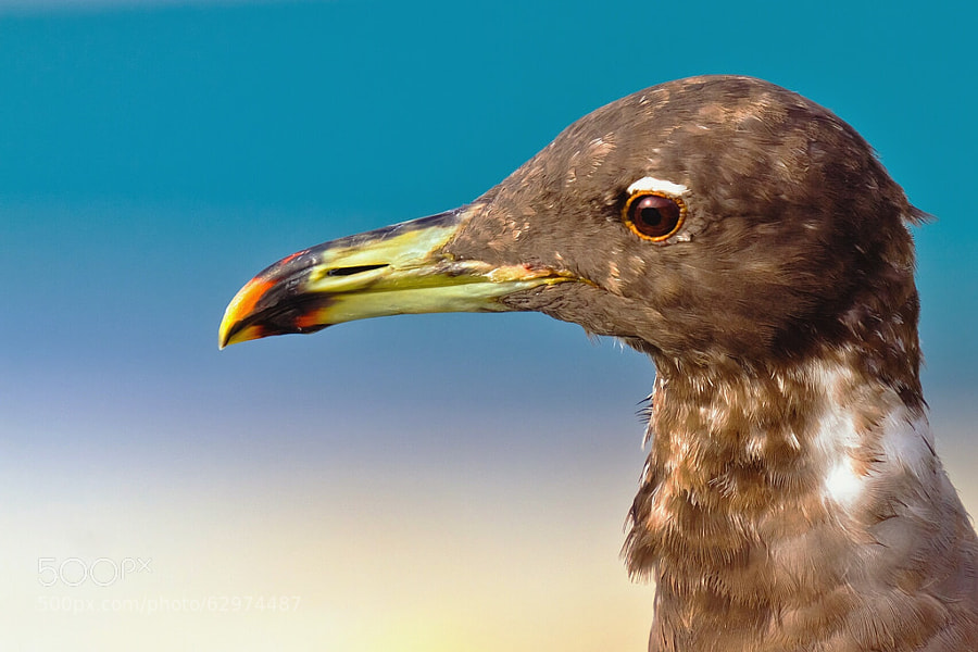 Sooty Gull - Ichthyaetus hemprichii