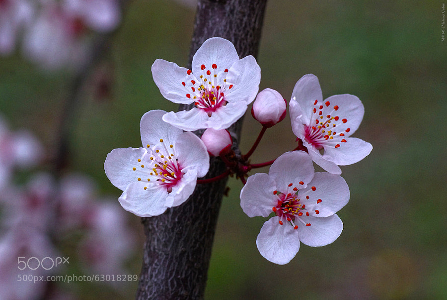 Photograph Spring Life begins by Mehmet Çoban on 500px