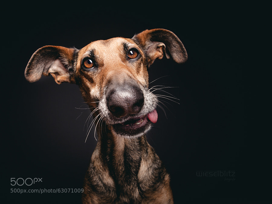 Dog photography - Photograph The goofy goober by Elke Vogelsang on 500px