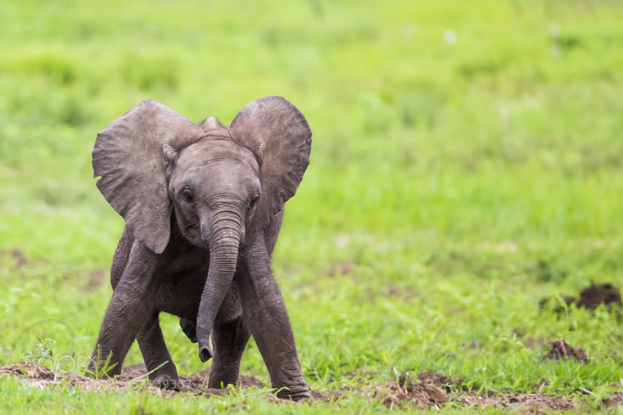 baby elephant - Photograph He Ain't Heavy.. by Willie van Schalkwyk on 500px