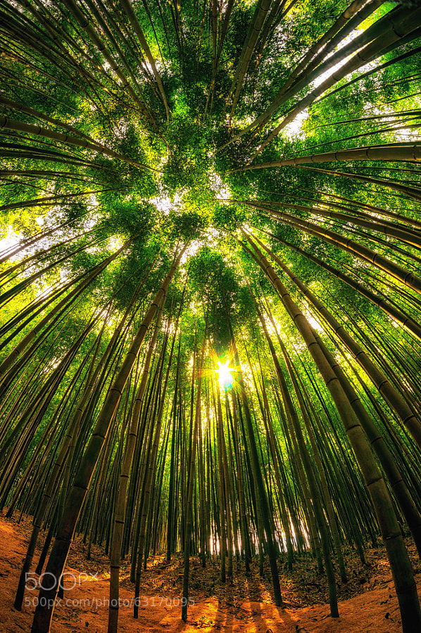 Photograph Damyang Bamboo Forest 1 by Aaron Choi on 500px