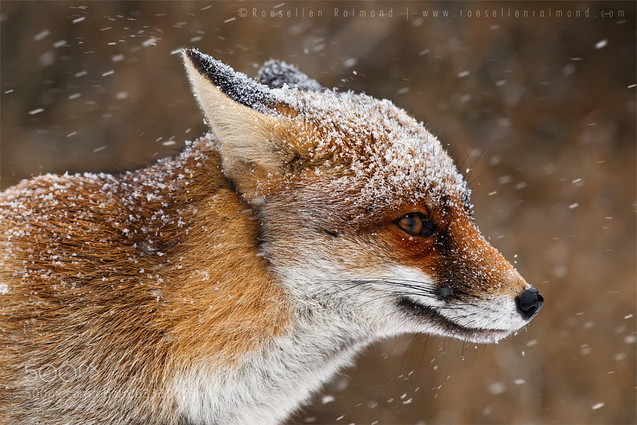 Photograph Bad Fur Day (Bye bye winter that never came) by Roeselien Raimond on 500px
