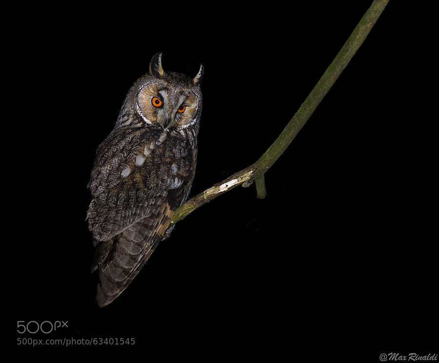 Photograph Lord of the Night by Max Rinaldi on 500px
