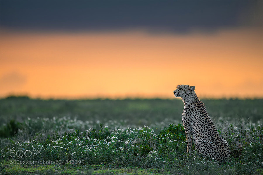 Photograph Ndutu cheetah by Marc MOL on 500px