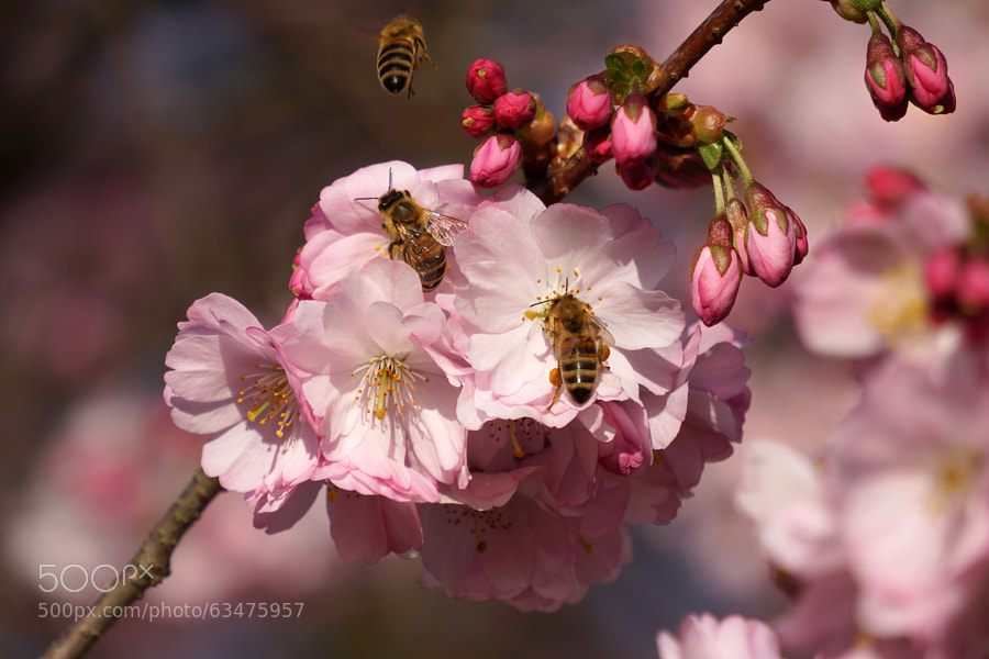 Photograph Spring activities by *Gitpix*  on 500px