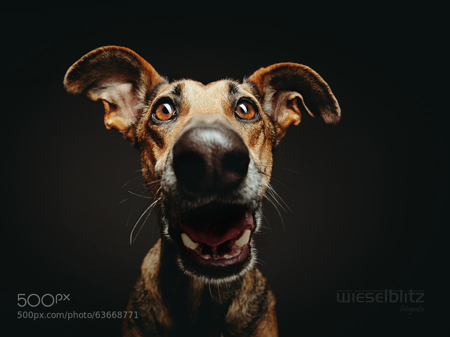 Photograph Suspense... by Elke Vogelsang on 500px