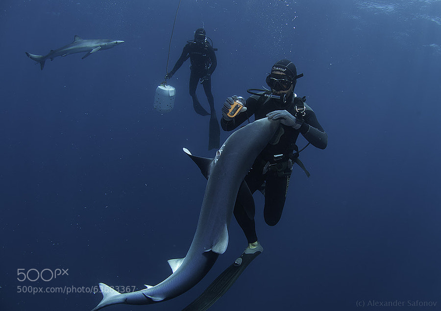 Photograph "... in distress I use Nautilus Lifeline" by Alexander Safonov on 500px