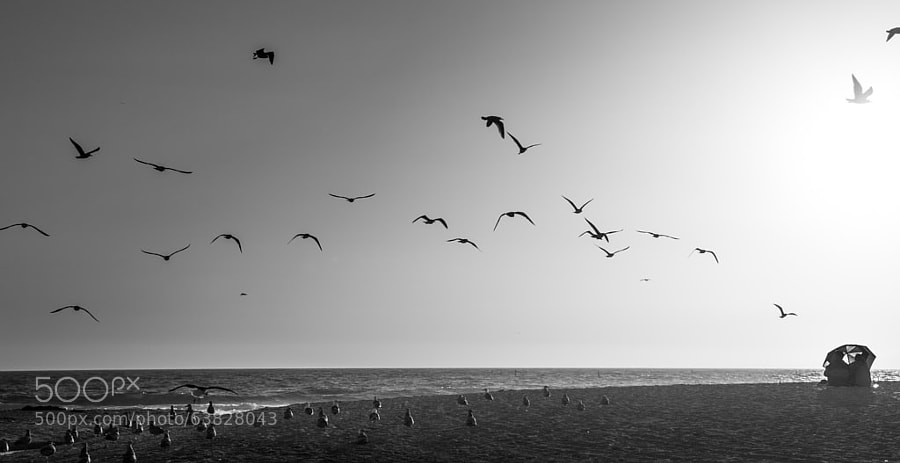 Photograph BeachBirds by Wolfgang Moritzer on 500px