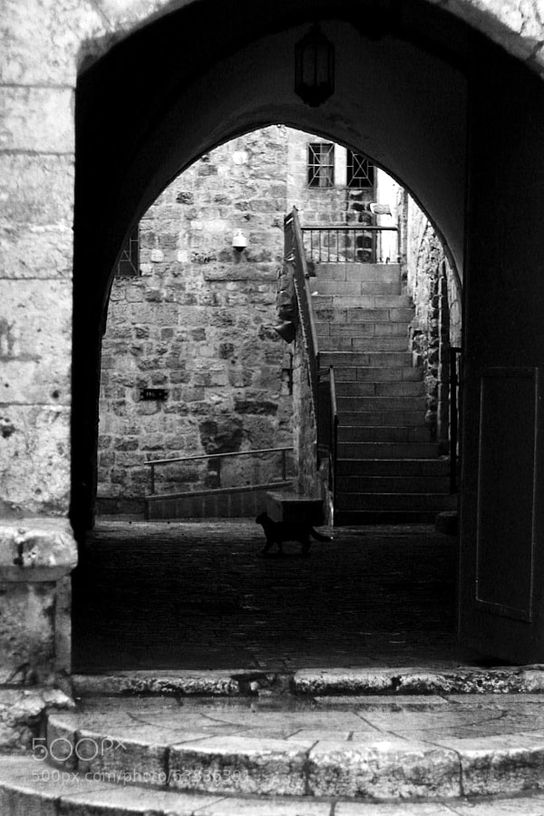 Photograph Cat Outside King David's Tomb by Jeff Carter on 500px