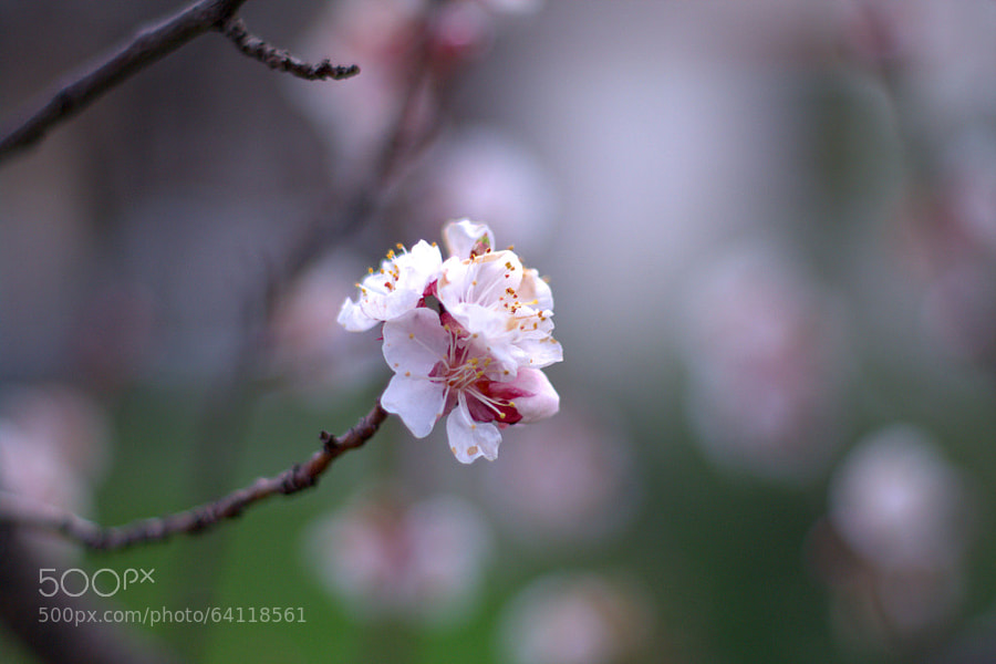 Photograph cherry blossom by Selim Özköse on 500px