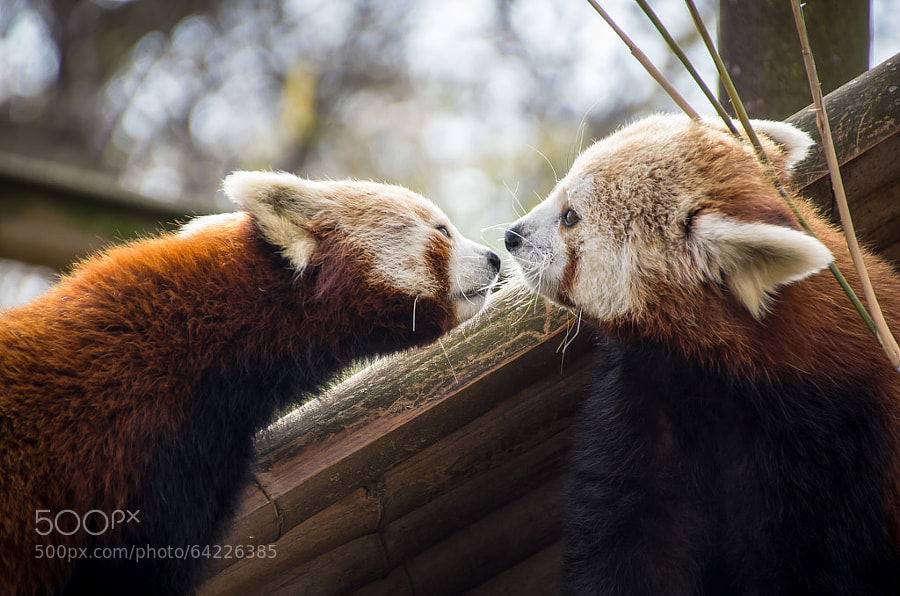 cute red pandas -Photograph Ailurus fulgens by david pasmalin on 500px
