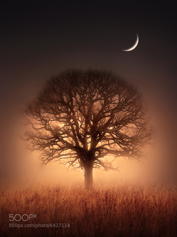 Photograph Tree of Light  by Jenny Woodward on 500px