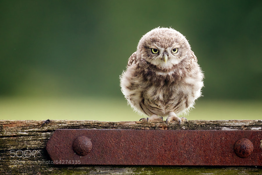 Photograph a little frown by Mark Bridger on 500px