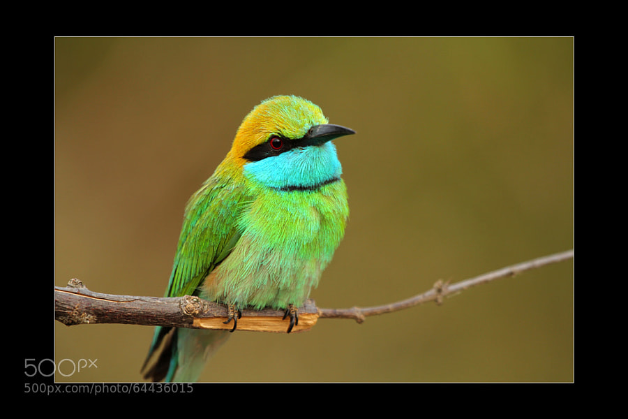 Lettle Green Bee-eater