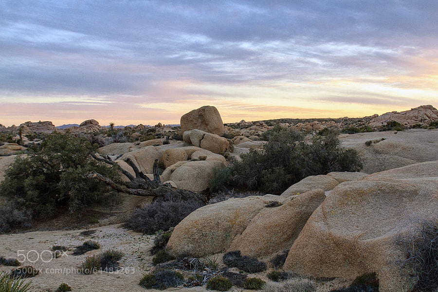Photograph Dead Tree Sunset | Joshua Tree NP, CA, USA by Matthias Huber on 500px