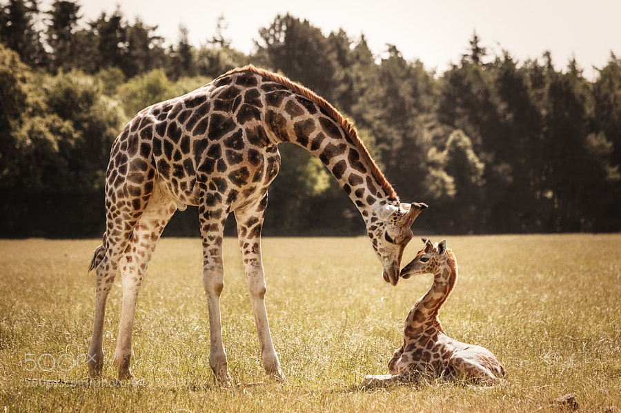 Photograph Giraffen by Nadine Volz on 500px