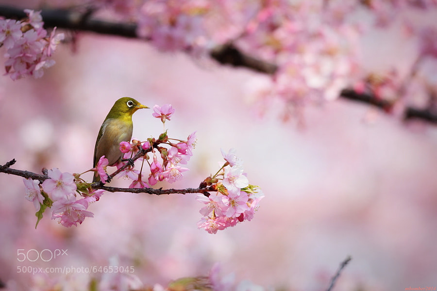 Photograph bird & kawazu 3 by mbomber2013  on 500px
