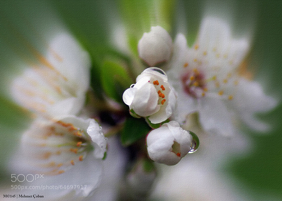 Photograph White drops by Mehmet Çoban on 500px
