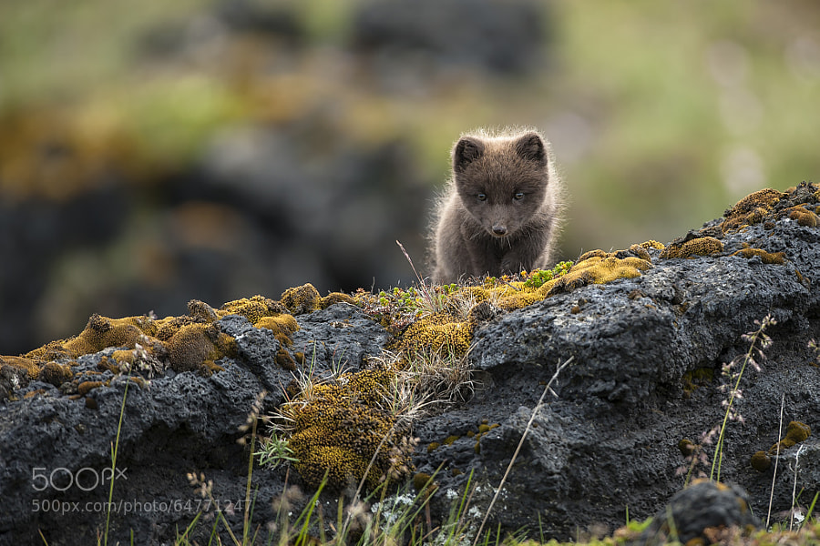 Photograph Arctic Fox (Vulpes lagopus fuliginosus) by Einar Gudmann on 500px