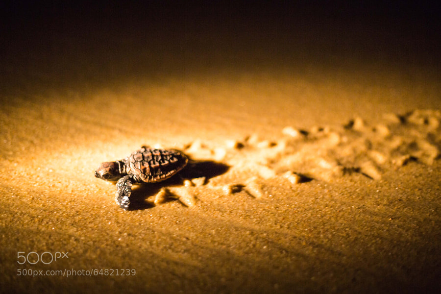Baby turtle - Photograph Welcome to life by Declan Passlow on 500px