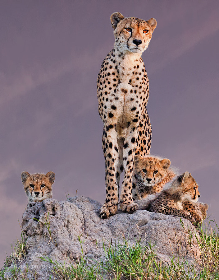 Photograph Family portrait from Africa by arun Mohanraj on 500px