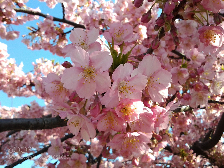 Photograph Cherry blossom at Saigoyama park by Hilo  on 500px