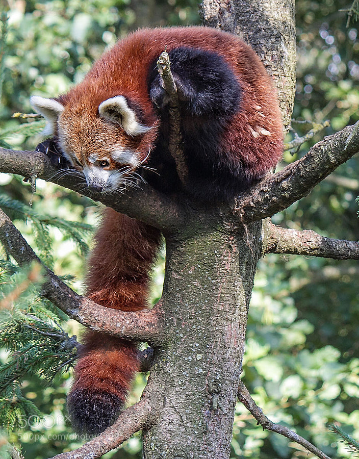 Photograph Red panda by SylvieS on 500px