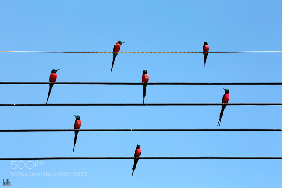 Photograph Tune of the birds :) by Okasha  ©  on 500px