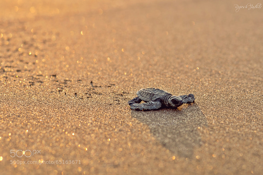  Baby Turtles - Photograph First few steps by Rupesh Jadhav on 500px