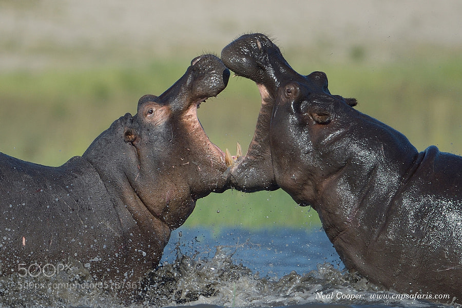 Photograph Heavyweight Fight by Neal Cooper on 500px