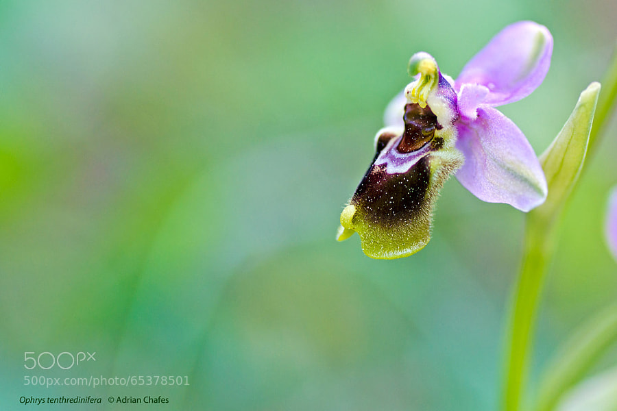 Photograph Ophrys tenthredinifera by Adrian Chafes on 500px