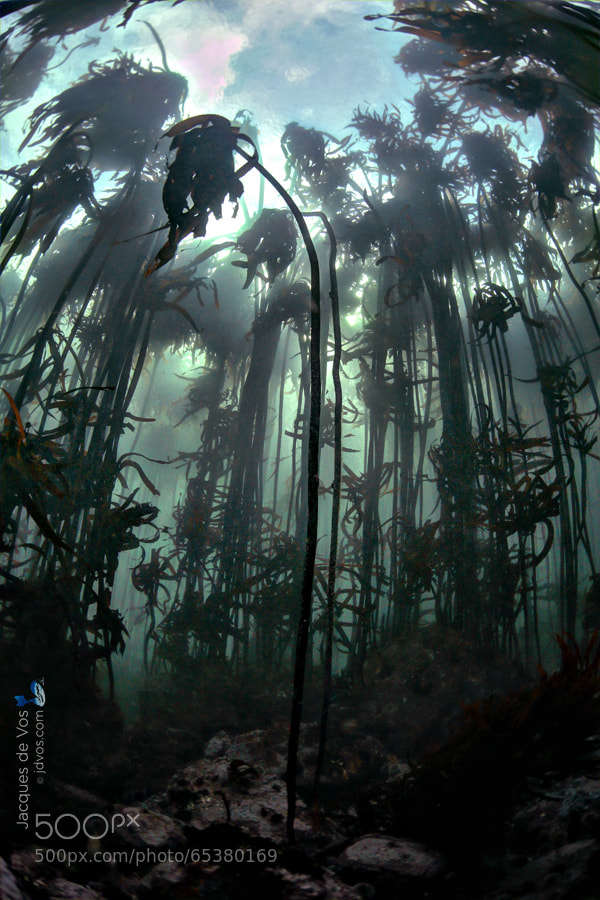 Photograph Silent Forest by Jacques de Vos on 500px