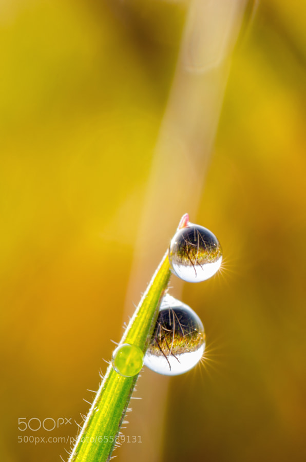 Photograph Dew drops by Lex Schulte on 500px