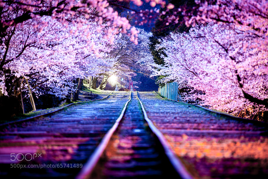 Photograph Sakura Line by Masato Mukoyama on 500px
