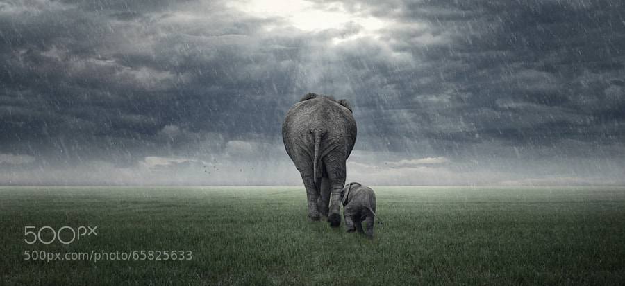Photograph Mamma (Elephants in the Rain) by Glyn Dewis on 500px