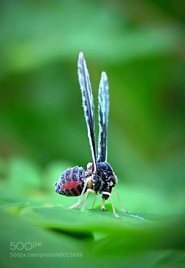 Long Winged Planthopper