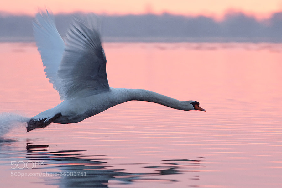 Photograph Swan on a Mission by Roeselien Raimond on 500px