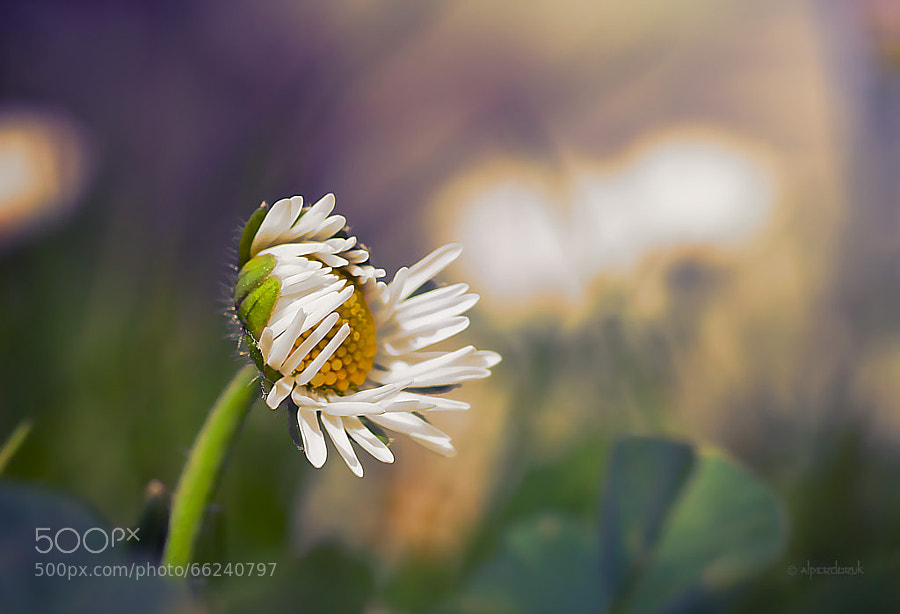 Photograph lazy daisy by Alper Doruk on 500px