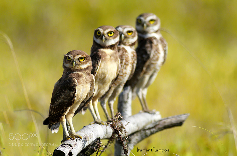 Photograph Family owl  portrait! by Itamar Campos on 500px