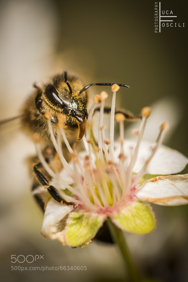 Photograph Pollen frenzy by Luca Foscili on 500px