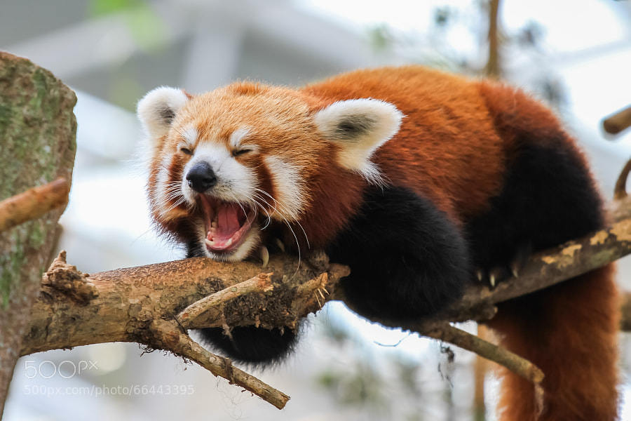 cute red pandas -Photograph Yawning Red Panda by Swee Meng Seow on 500px