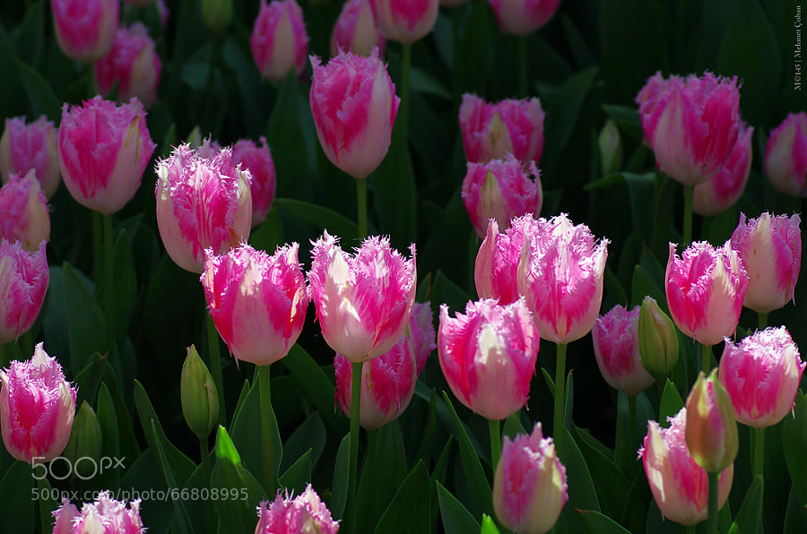 Photograph tulips by Mehmet Çoban on 500px