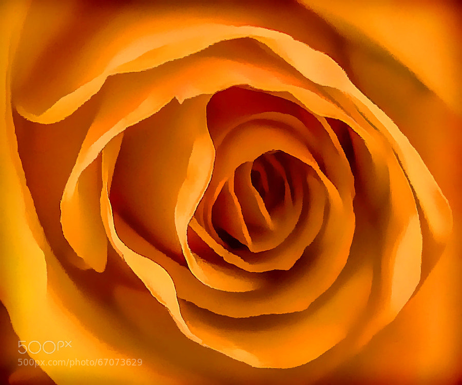 Photograph Orange Rose Abstract by Chris KIELY Australia on 500px