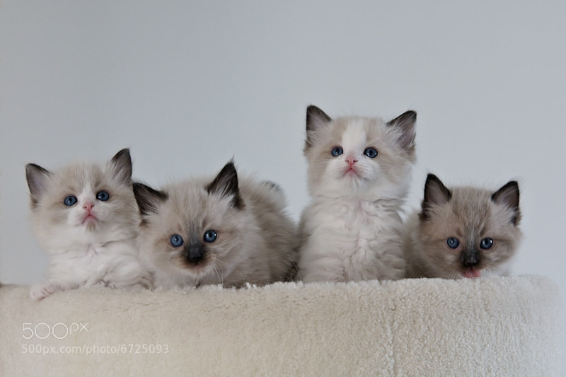 Four Little Kittens by Geertje Weustenenk