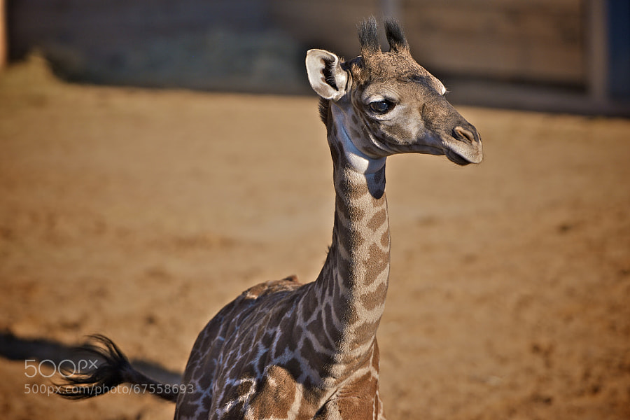 Photograph Baby Giraffe by Asish Soudhamma on 500px
