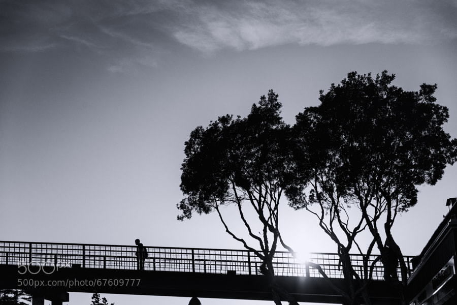 Photograph Walking Bridge by John Mazzei on 500px