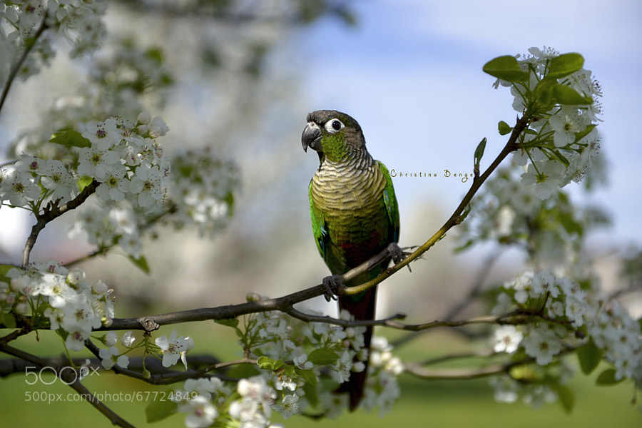 Photograph Spring Conure by Christina Benge on 500px