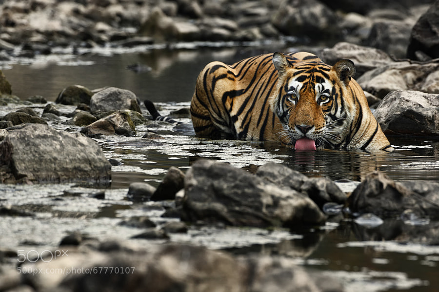 Photograph Big male tiger by Stephan Tuengler on 500px